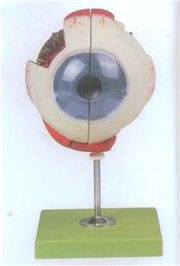 高級(jí)眼球放大模型帶支架