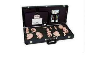 WA15715U 胚胎發育示教教程(模型、音像帶)-胚胎發育-WA15715U -上海亨隆科教設備